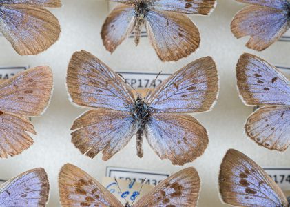 Colecția de Lepidoptere – Vasile Vicol