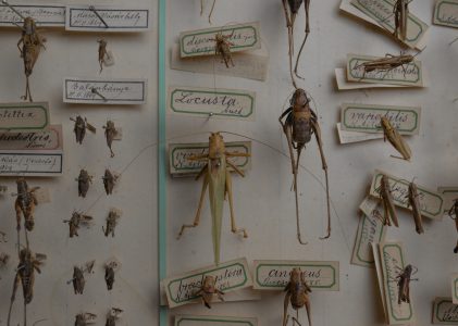 Colecția de Ortoptere – Ottó Herman