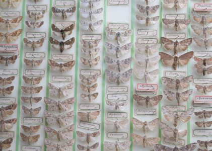 Colecția de Lepidoptere – Joseph von Franzenau