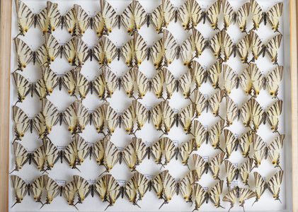 Colecția de Lepidoptere – Marg-Wladimir Manoliu