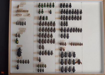 Colecția de Carabidae (Coleoptera) – René Jeannel