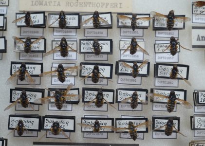 Colecția de Bombyliidae (Diptera) – Lucia Dușa