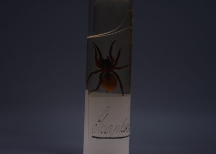 Colecția de Arahnide – Ottó Herman