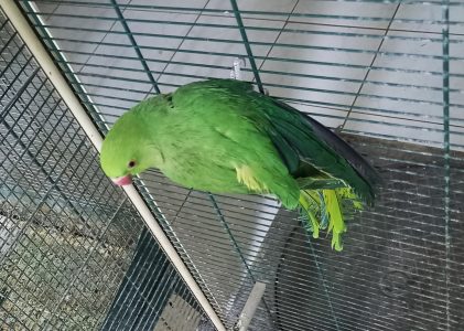 Colecția de păsări