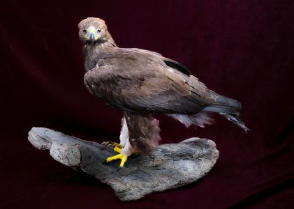 Colecțiile ornitologice (păsări naturalizate și colecția științifică de balguri)