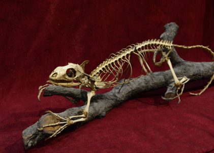 Colecțiile osteologice (oase, schelete, trofee)