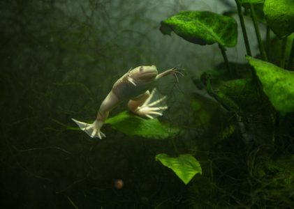 Colecția de amfibieni