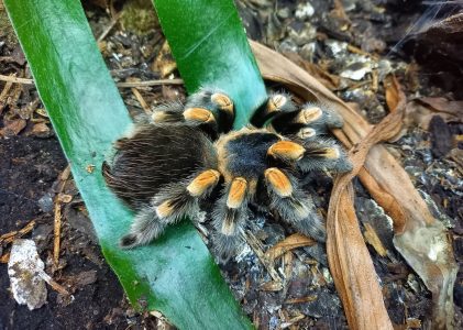 Colecția de nevertebrate