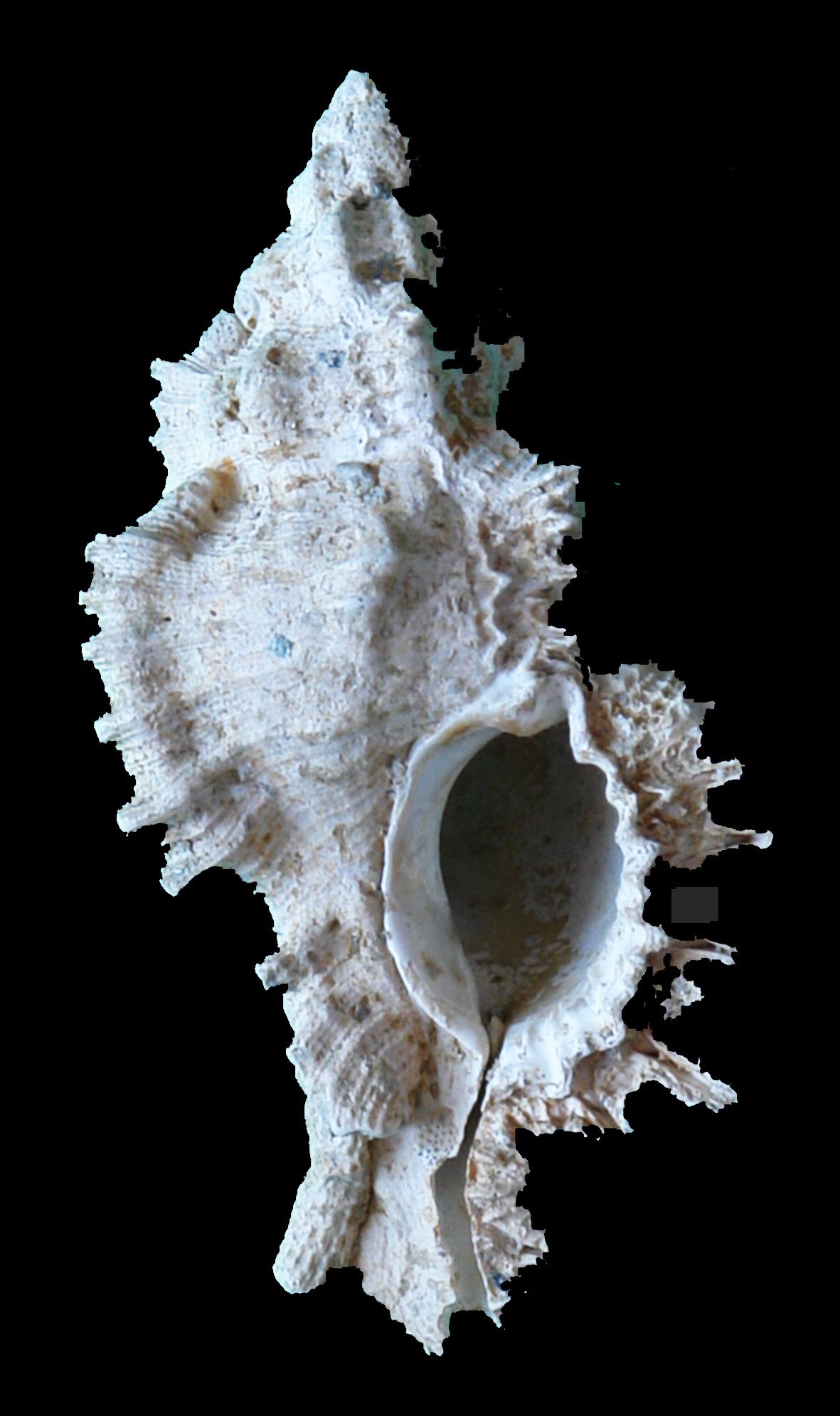 Cochilie de melc de mare, Badenian, Lăpugiu de Sus, Hunedoara