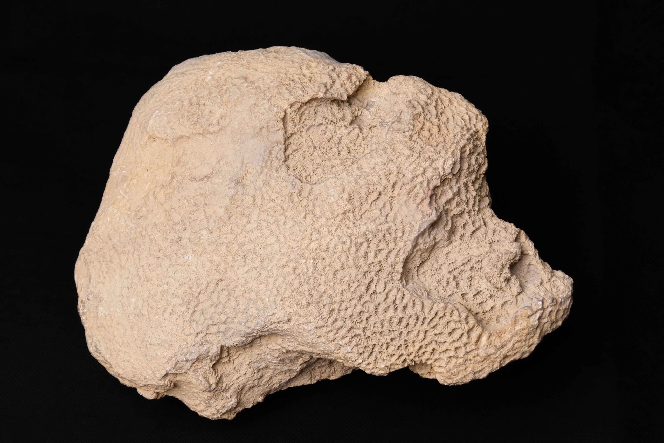 Colonie de corali, Cretacic, Baz. Roșia, Bihor