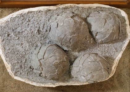 Colecția Bazinului Transilvaniei