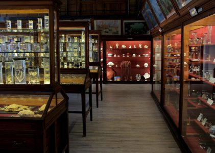 Lucrări de dezinsecție la Muzeul Zoologic