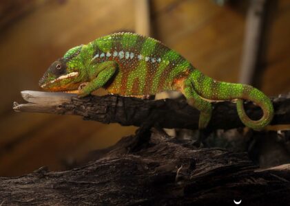 Ziua Mondială a Animalelor la Vivariul UBB