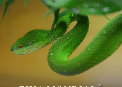 🐾 Ziua Mondială a Animalelor, sărbătorită la UBB 🐾